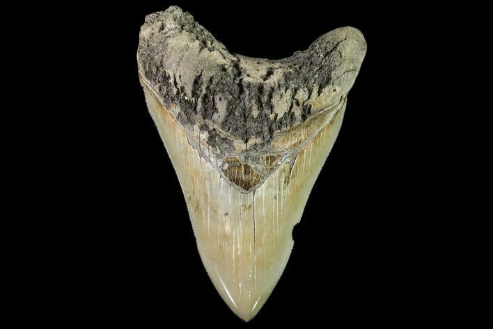 Serrated, Fossil Megalodon Tooth - Battery Creek, SC #104989